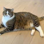 Surpoids chez le chat