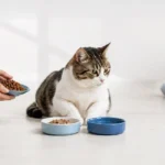Votre chat ne mange plus – causes, signes d’alerte et conseils pour stimuler son appétit