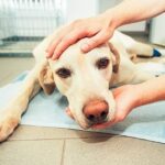 La leishmaniose des chiens